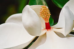 White Magnolia Photograph by Ann Murphy