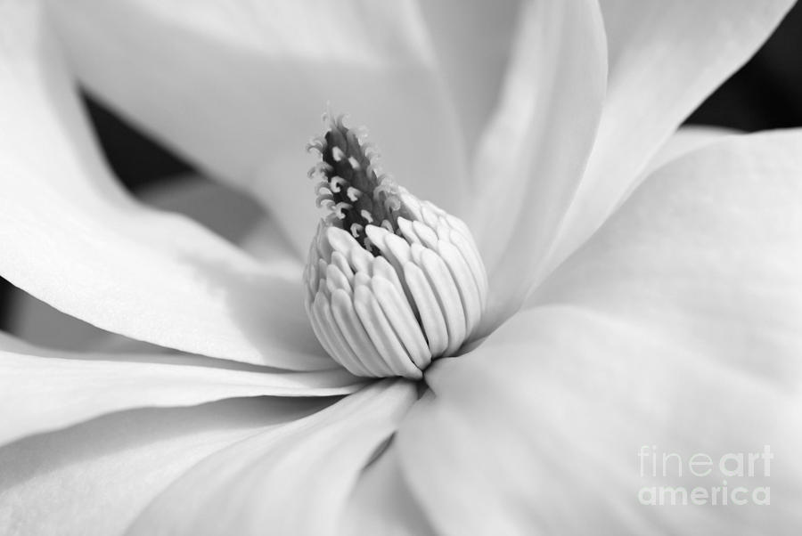 White Magnolia Blossom in Black and White Photograph by Lila Fisher-Wenzel