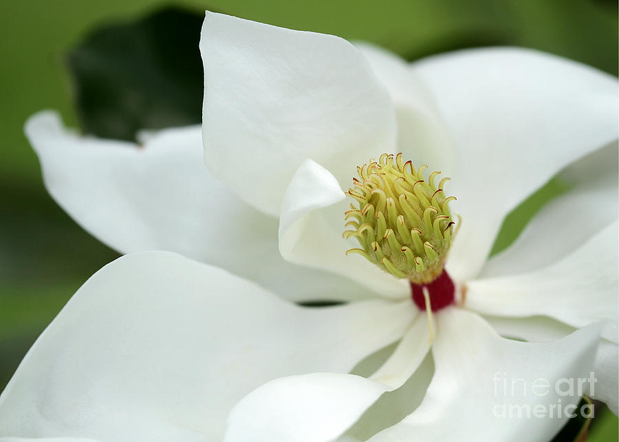 White Magnolia Photograph by Sabrina L Ryan