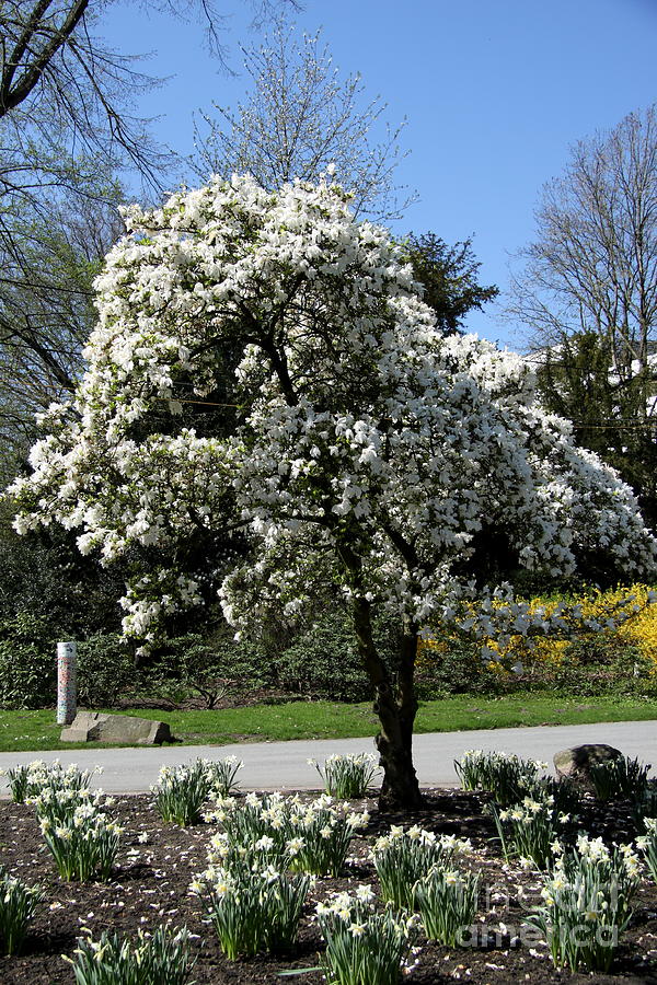 White Magnolia Tree by Christiane Schulze Art And Photography