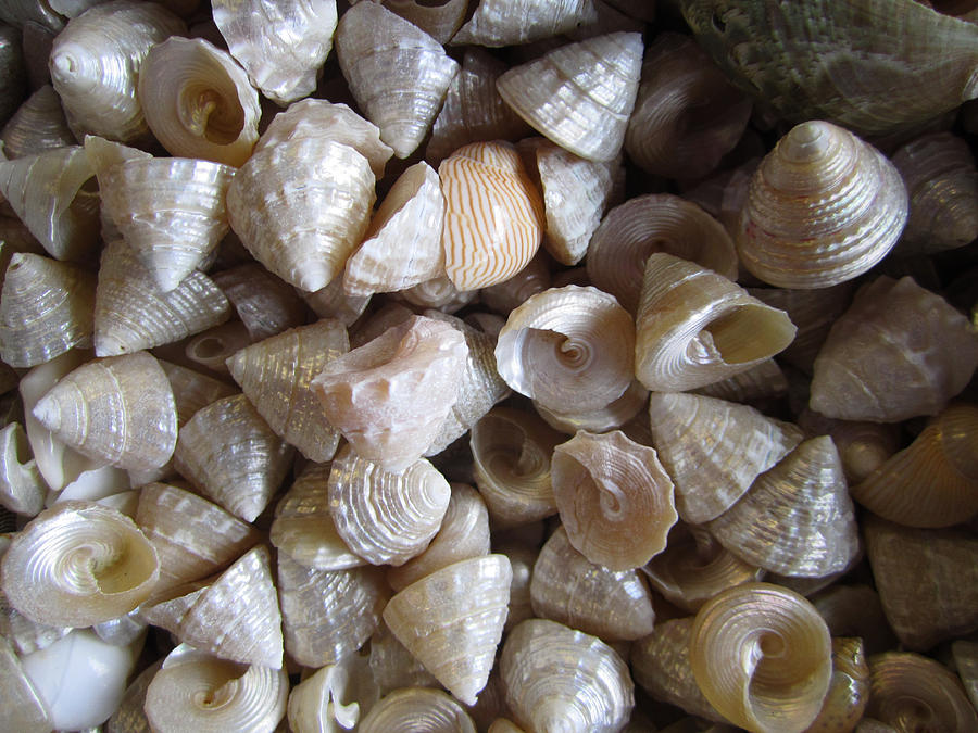 White Metallic Seashells Photograph by Kym Backland