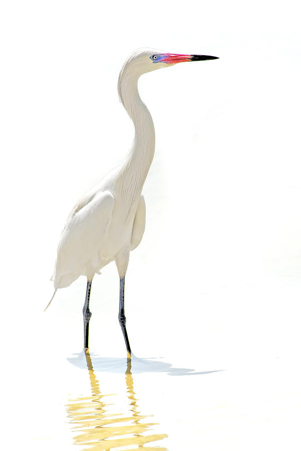Bird Photograph - White Morph by Scott Helfrich