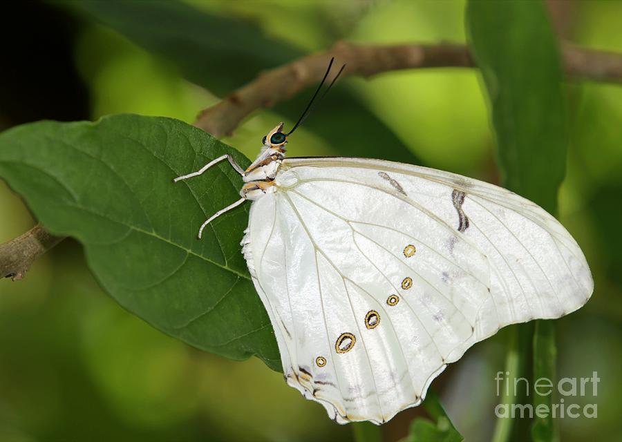 White Morpho Butterfly Photograph by Sabrina L Ryan