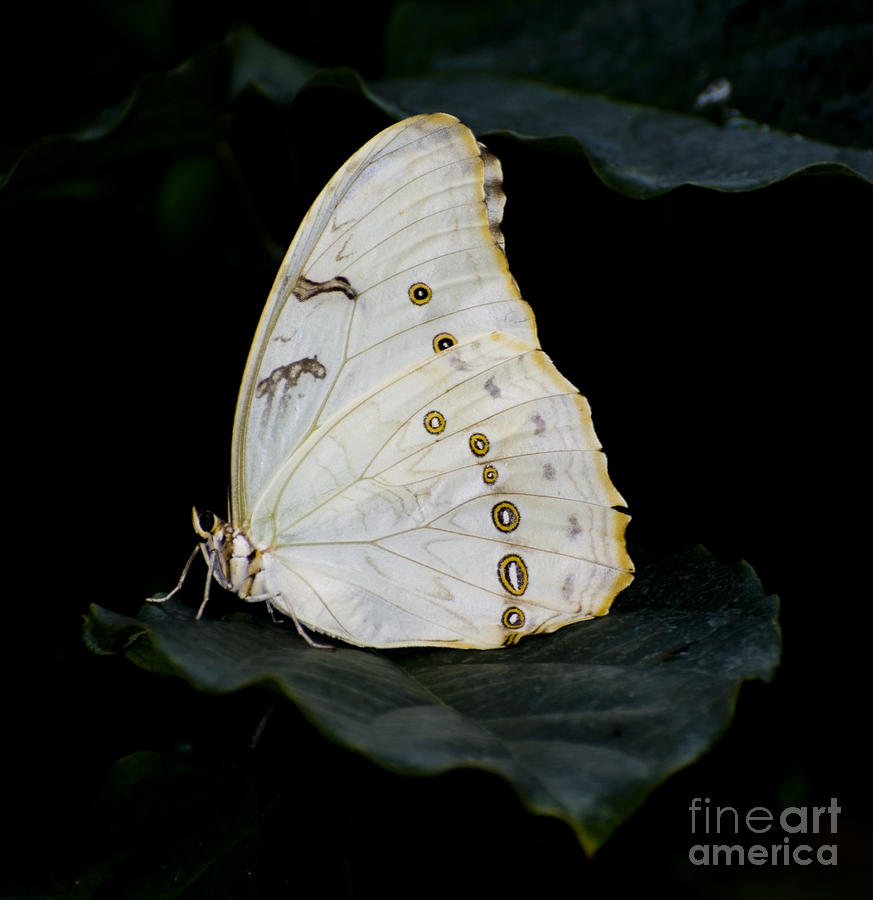 White Morpho Photograph by Heather Applegate