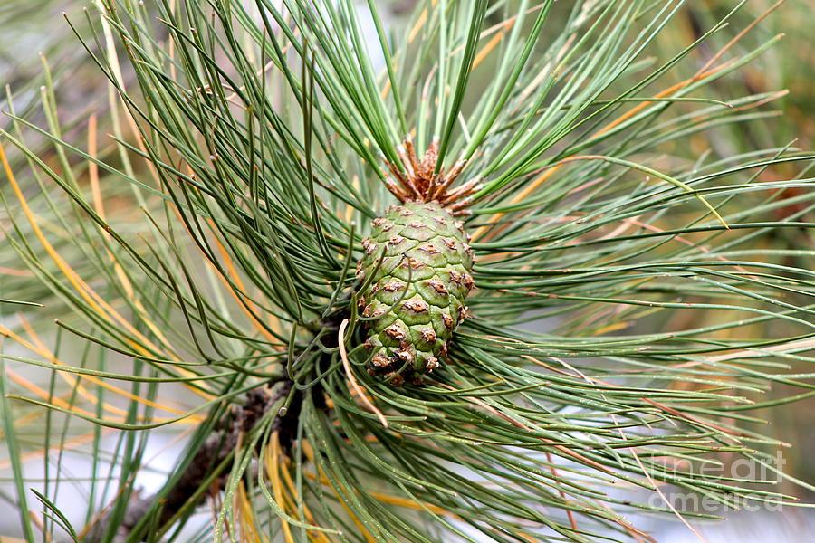 White Mountain Pine Cone Photograph by Pamela Walrath