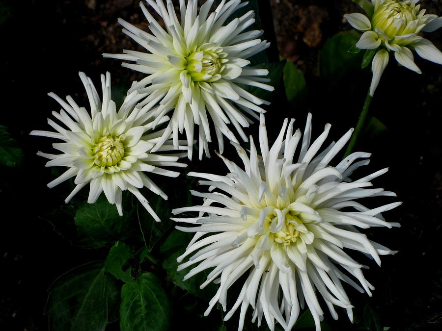 White Mums Photograph by Kathy Long