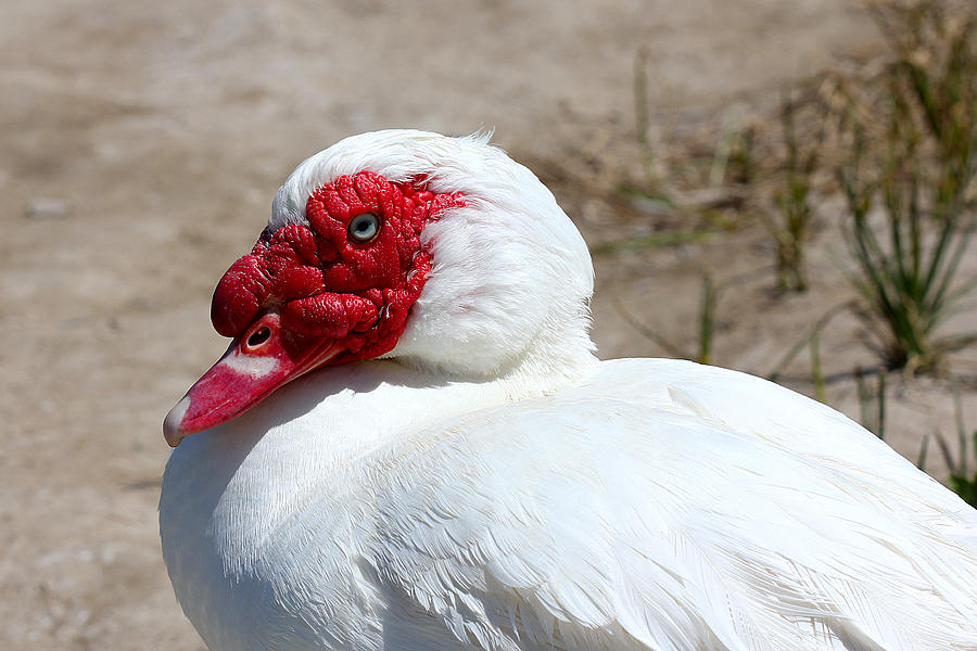 White Muscovy Duck With Red by Tracie Kaska - Art America