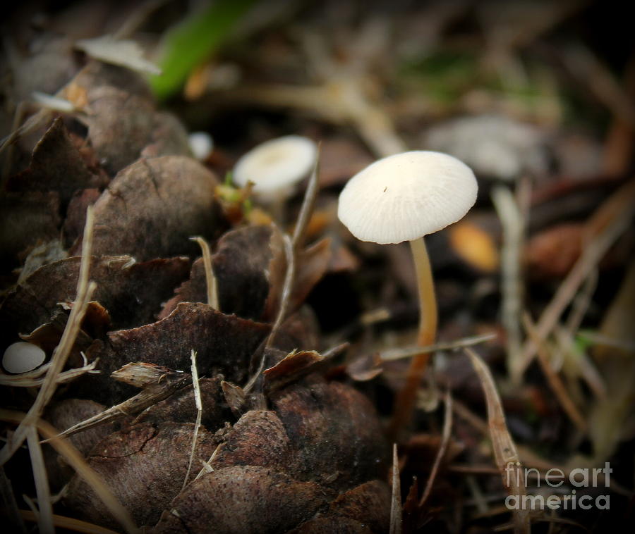 White Mushrooms Photograph by Leone Lund
