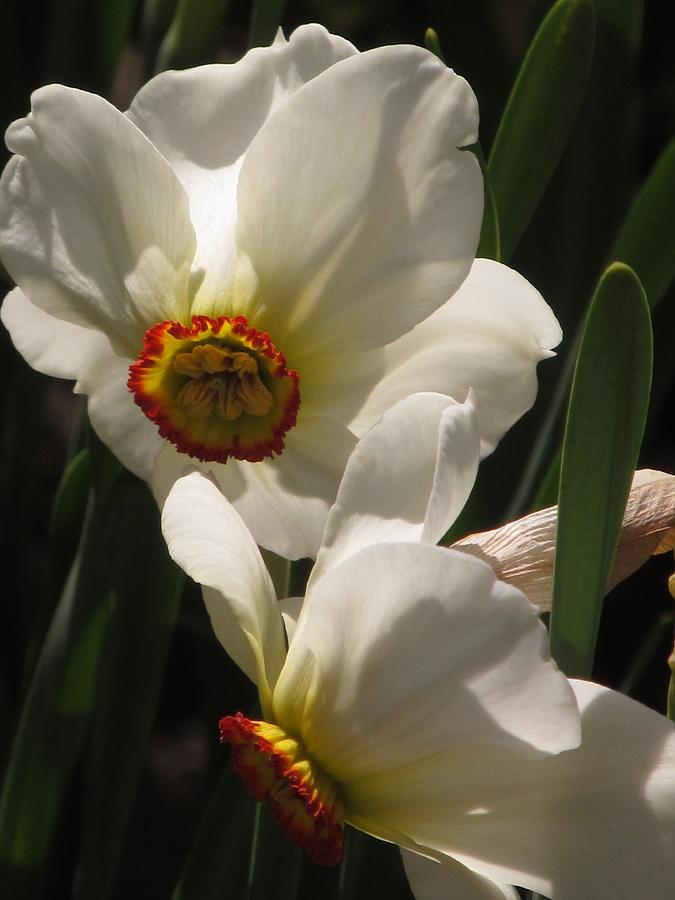 White Narcissus Photograph by Alfred Ng