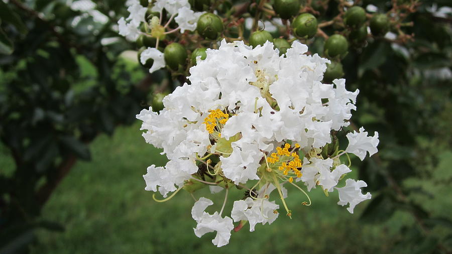 White Natchez Crape Myrtle in Bloom Photograph by Choi Ling Blakey - Pixels