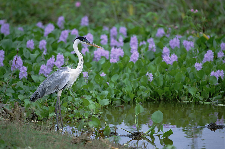 White Necked Heron in the Pantanal Photograph by Konrad Wothe