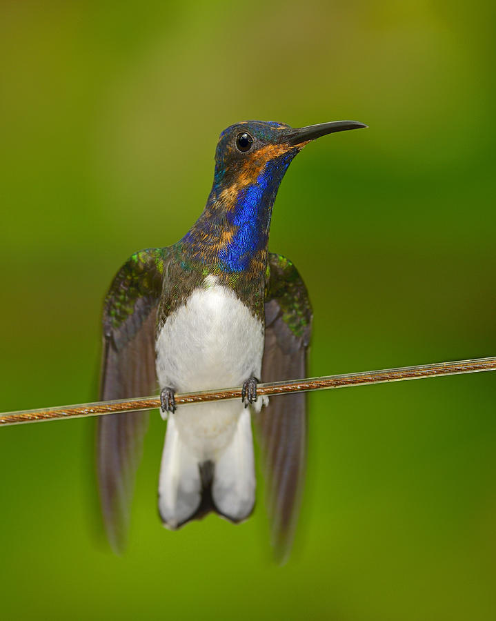 White-necked Jacobin Photograph by Tony Beck