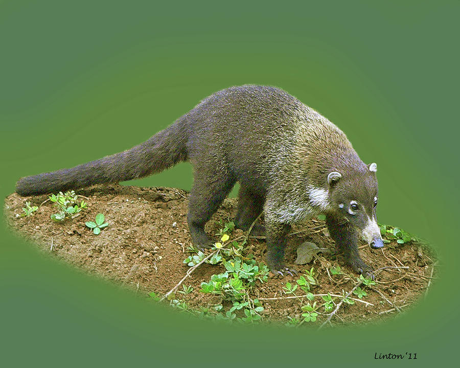 White-nosed Coati Photograph by Larry Linton