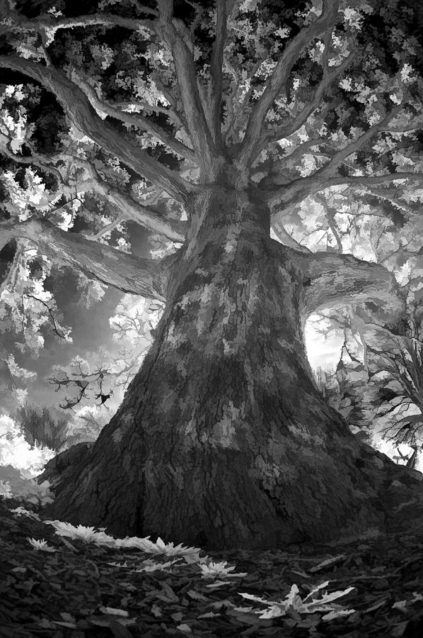 White Oak Photograph by Steve Zimic