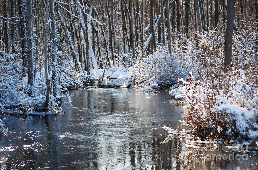 White Oak Swamp Photograph by Betty Maxey - Fine Art America