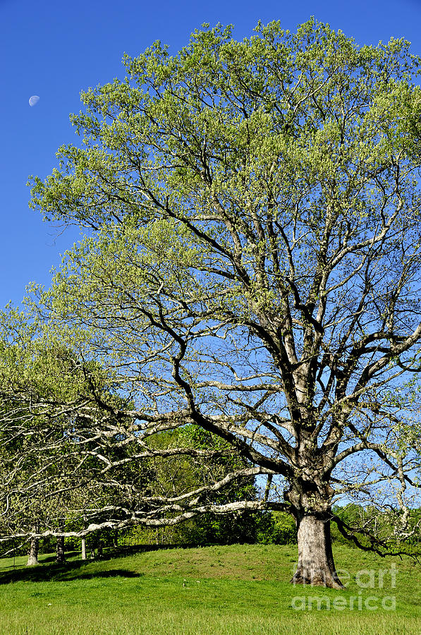 White Oak Tree and Moon Photograph by Thomas R Fletcher - Fine Art America