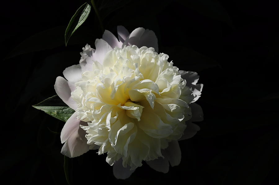 Summer Digital Art - White on Black Peony by Fred Zilch