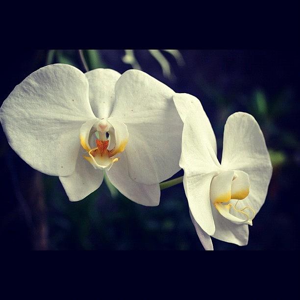 Orchid Photograph - White Orchid 🌺 by Shahnaz Rafika