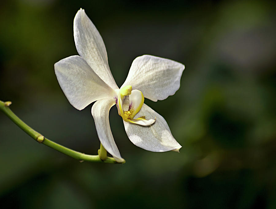 White Orchid Angel Photograph by Carolyn Marshall