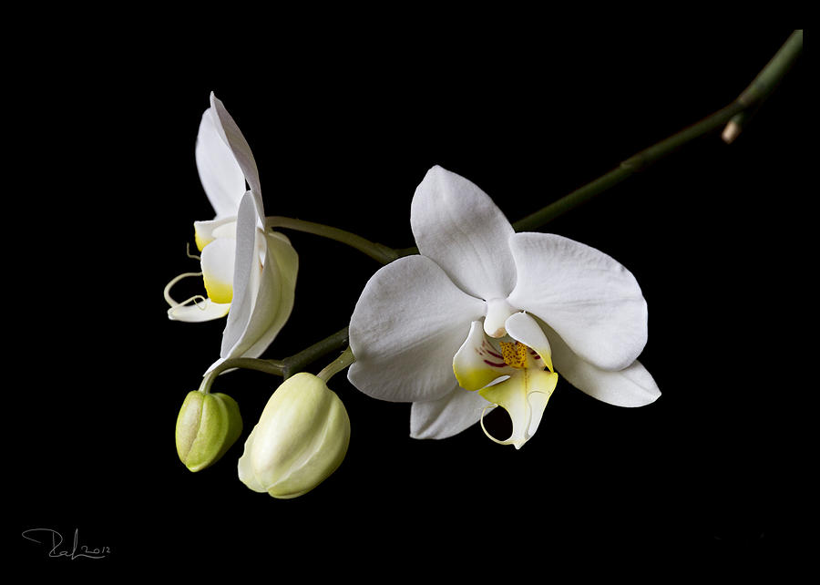 White orchid  card Photograph by Raffaella Lunelli