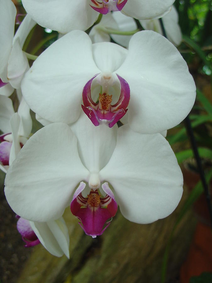 White Orchid Photograph by Charles and Melisa Morrison