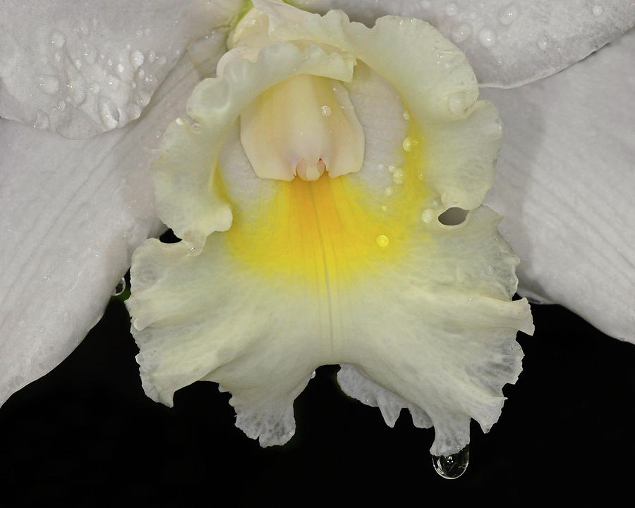 White Orchid Closeup Photograph by Dave Mills