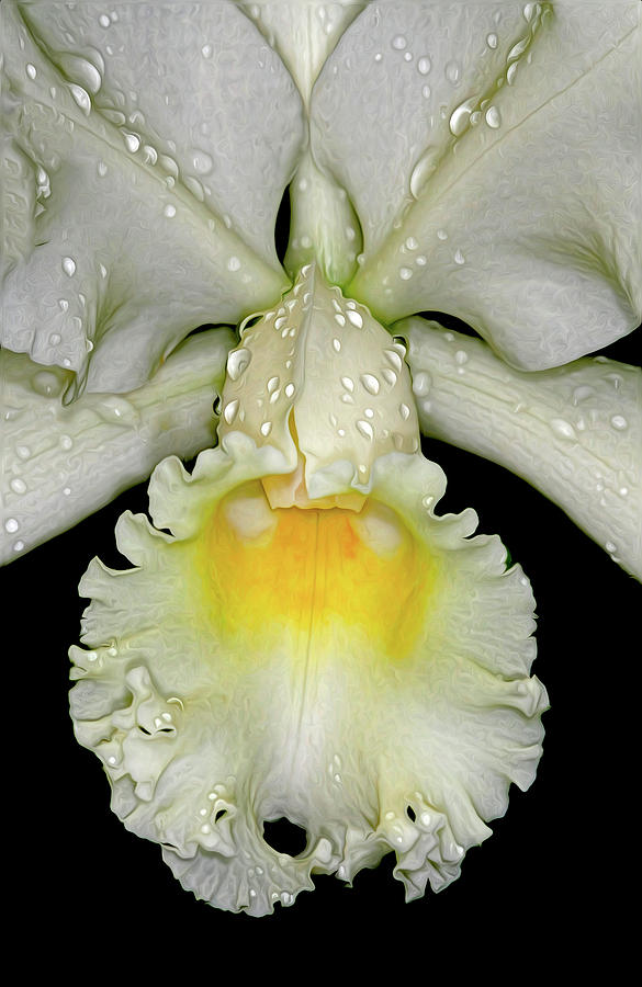 White Orchid Photograph by Dave Mills