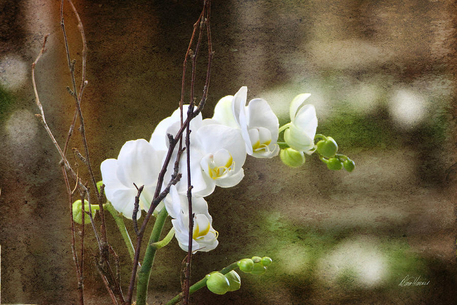 White Orchid Photograph by Diana Haronis