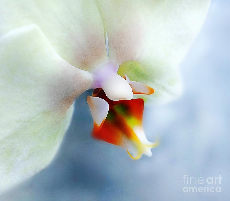 Orchid Photograph - White Orchid Dream by Kevin Moore