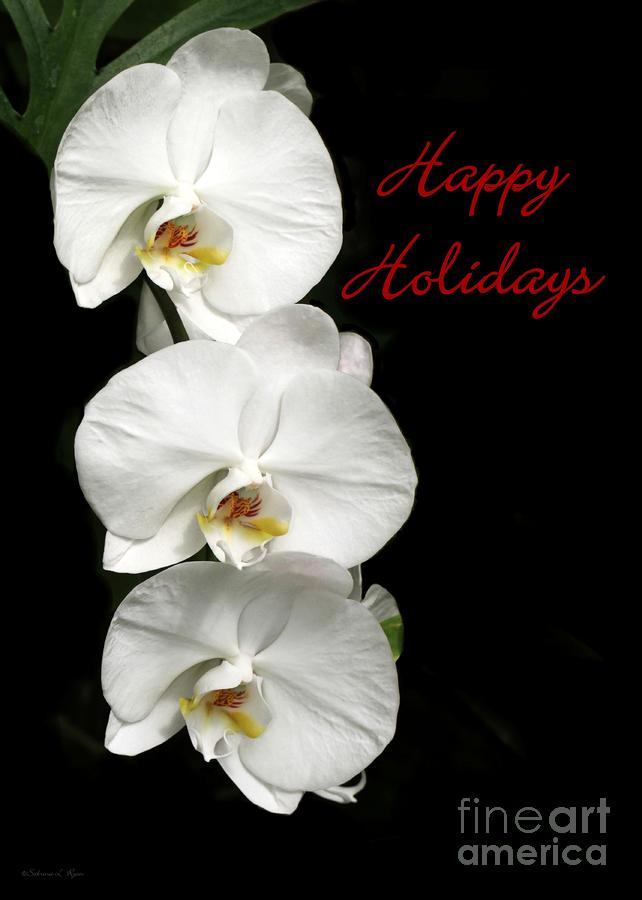 White Orchid Holiday Card Photograph by Sabrina L Ryan