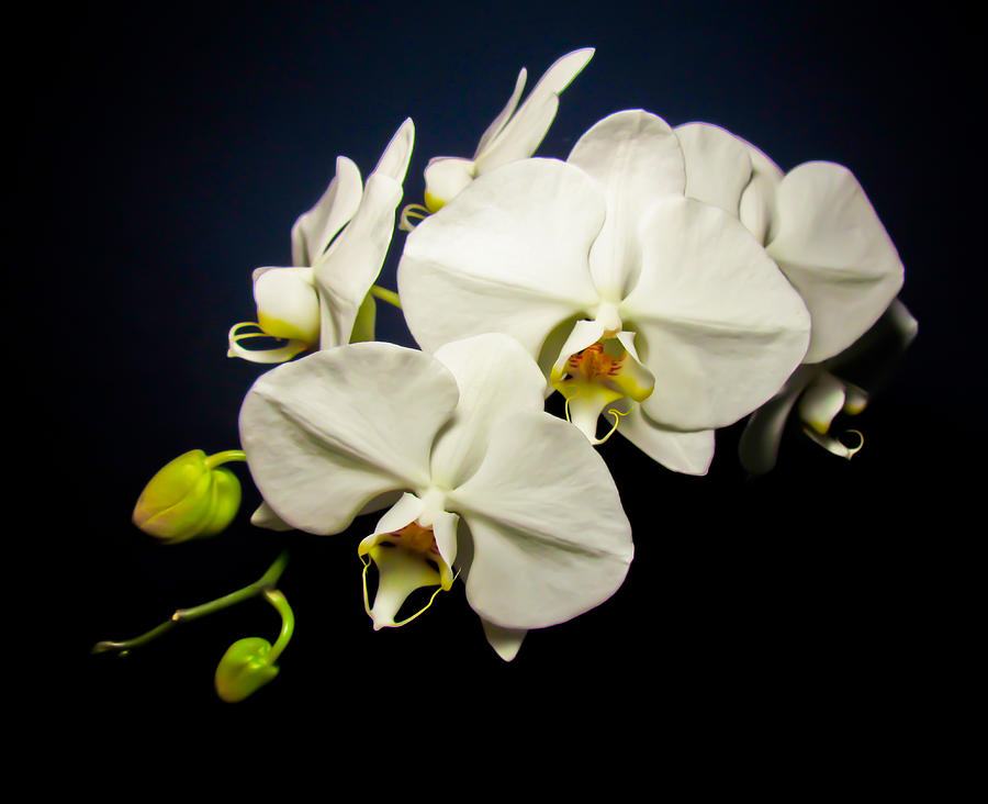 Orchid Photograph - White Orchid III by Eva Kondzialkiewicz