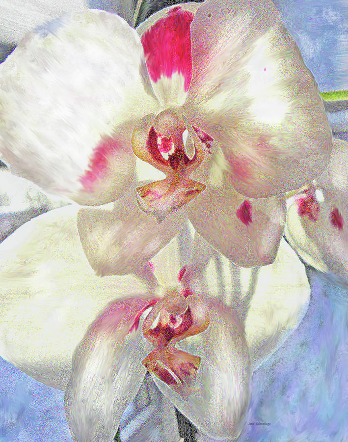 White Orchid Digital Art by Jane Schnetlage