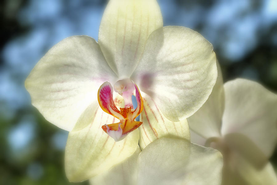 White Orchid Photograph by Joe Myeress