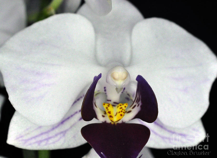 White Orchid Macro Photograph by Clayton Bruster