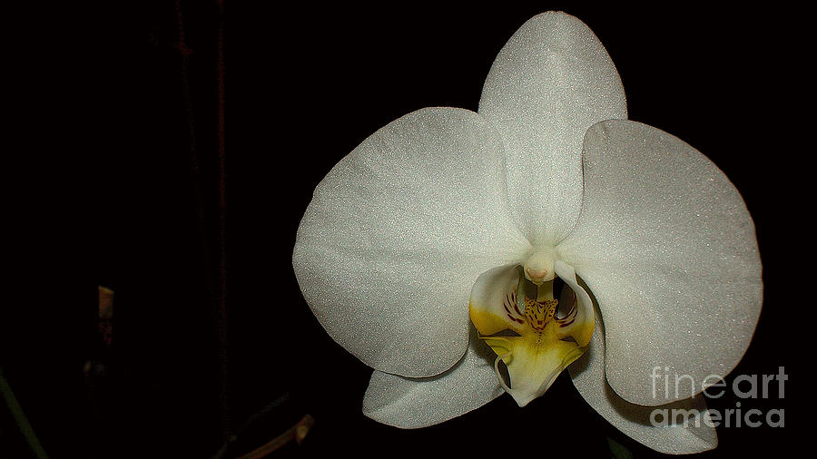 White Orchid Photograph by Mareko Marciniak