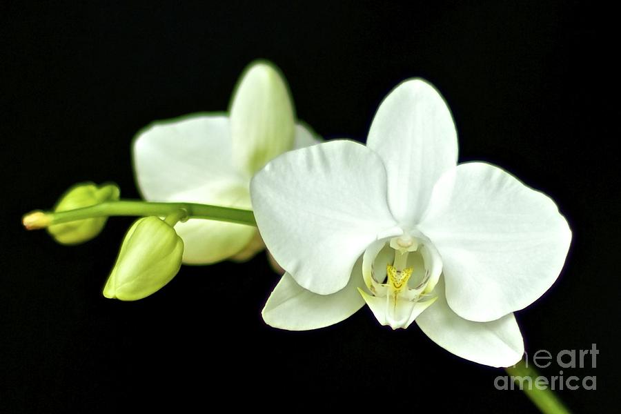 White Orchid Photograph - White Orchid by Mihaela Limberea White Orchid Photograph - White Orchid by Mihaela Limberea