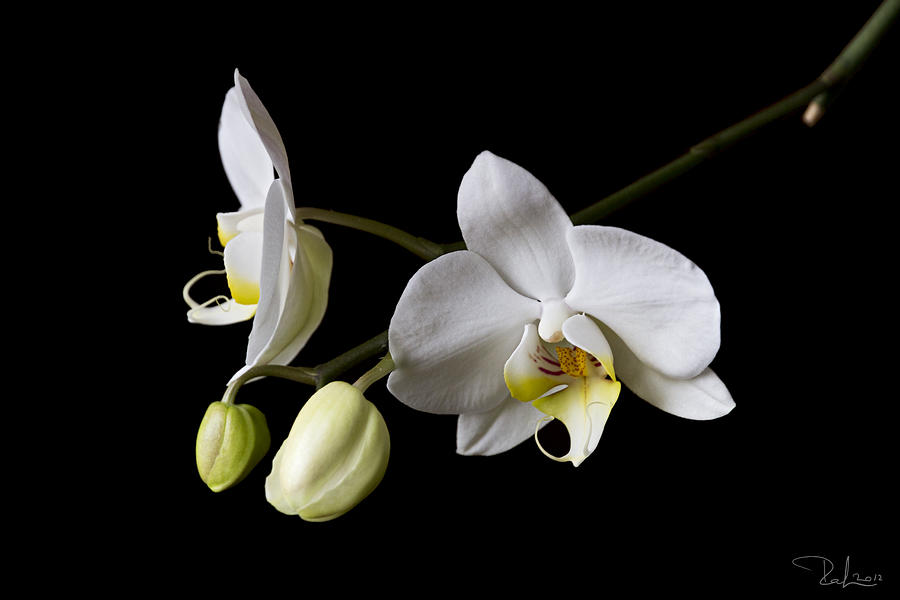 White orchid Photograph by Raffaella Lunelli