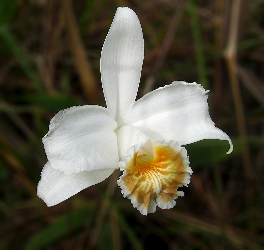 White orchid Photograph by RicardMN Photography