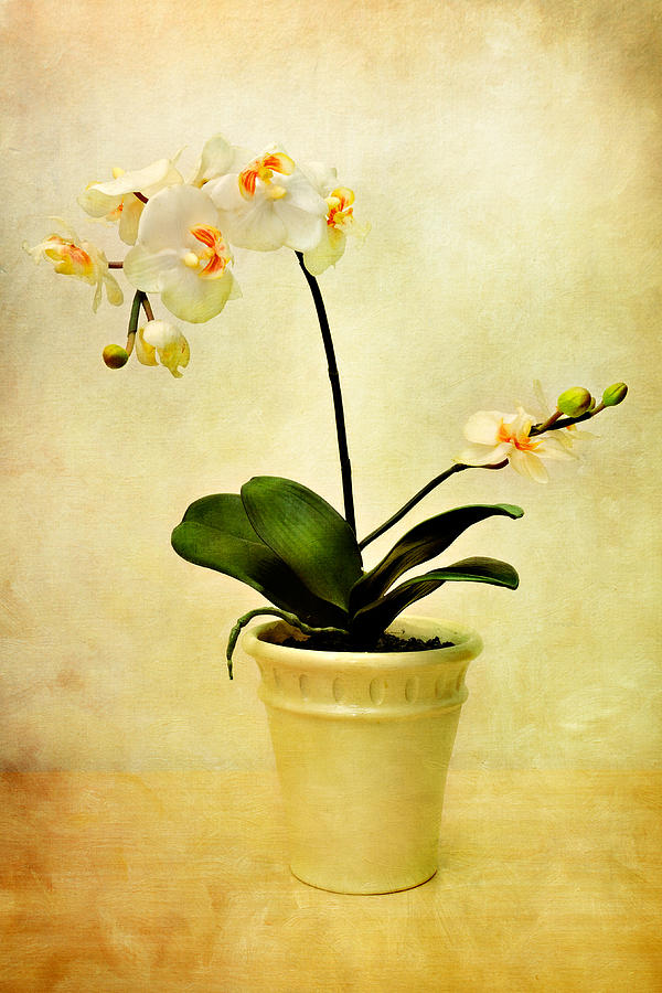 Orchid Photograph - White Orchid by Zoran Buletic