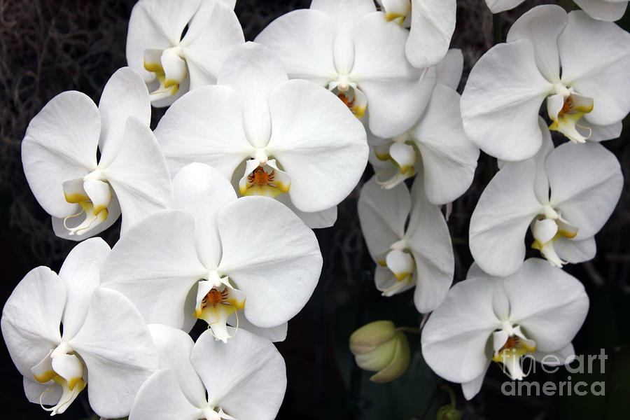 White Orchids Photograph by Debbie Hart