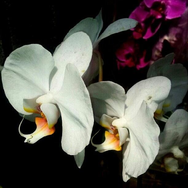 White Orchids Photograph by Elisa Franzetta