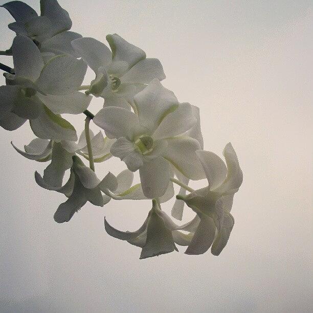White Orchids From Our Garden Photograph by Gristine Francina F. Tyler Ii