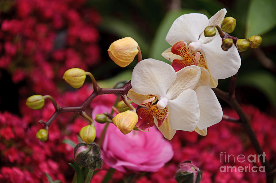 White Orchids In The Flora Garden Photograph by Andee Design