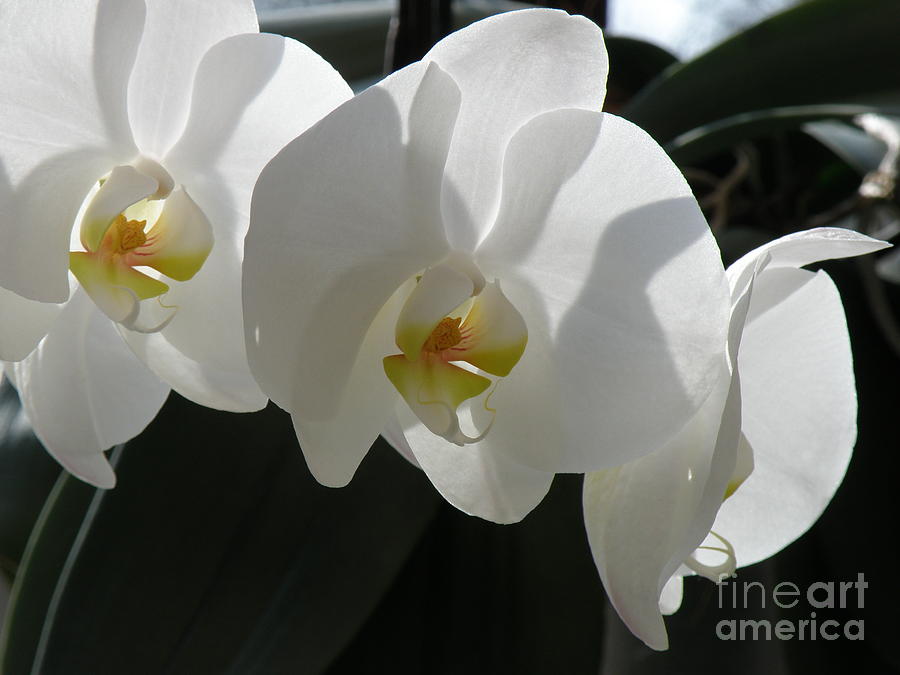 White Orchids Photograph by Lainie Wrightson
