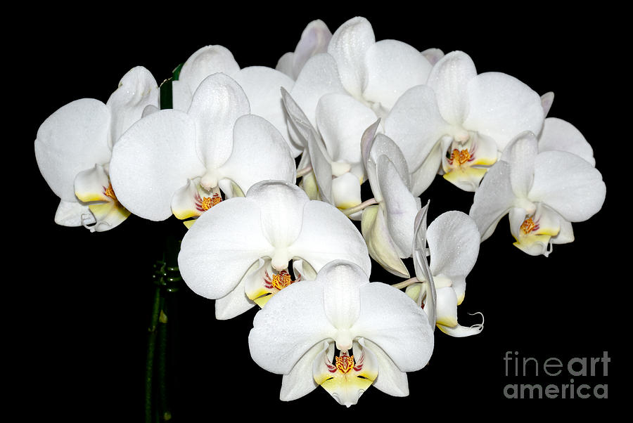 White Orchids on Black Photograph by Yurix Sardinelly