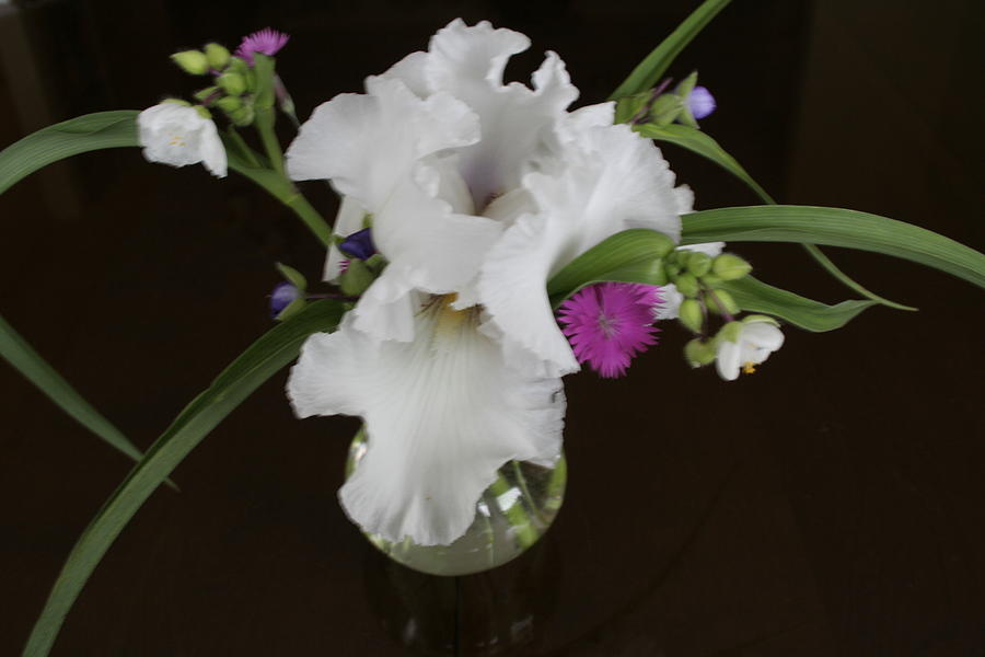 White Orchids Photograph by Patricia Haynes