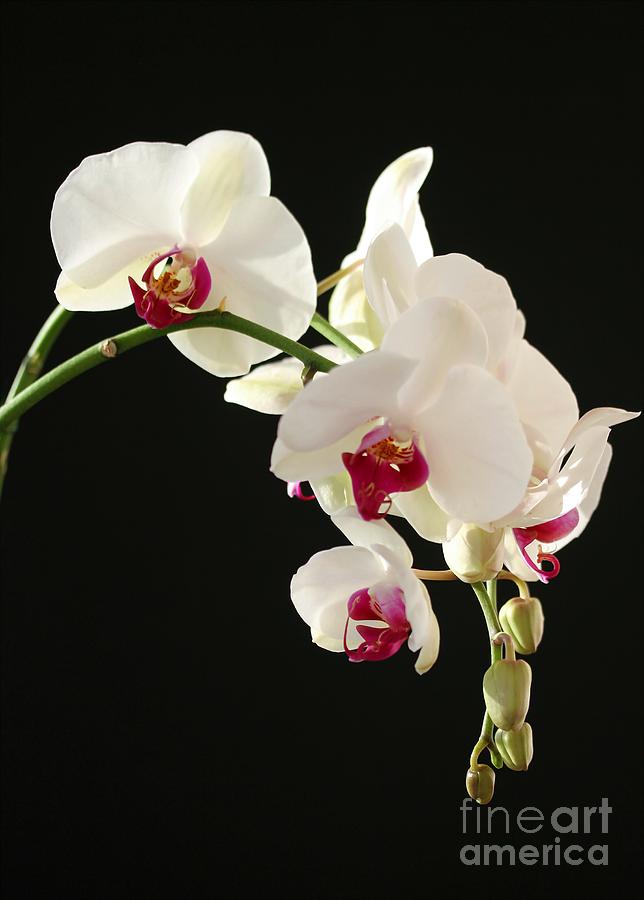 White Orchids Photograph by Sabrina L Ryan