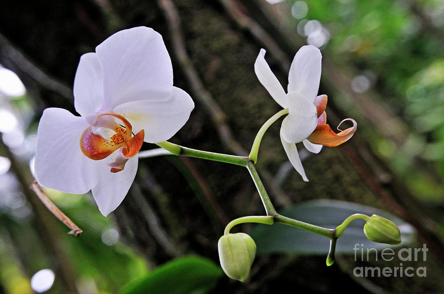 Nature Photograph - White Orchids by Sami Sarkis