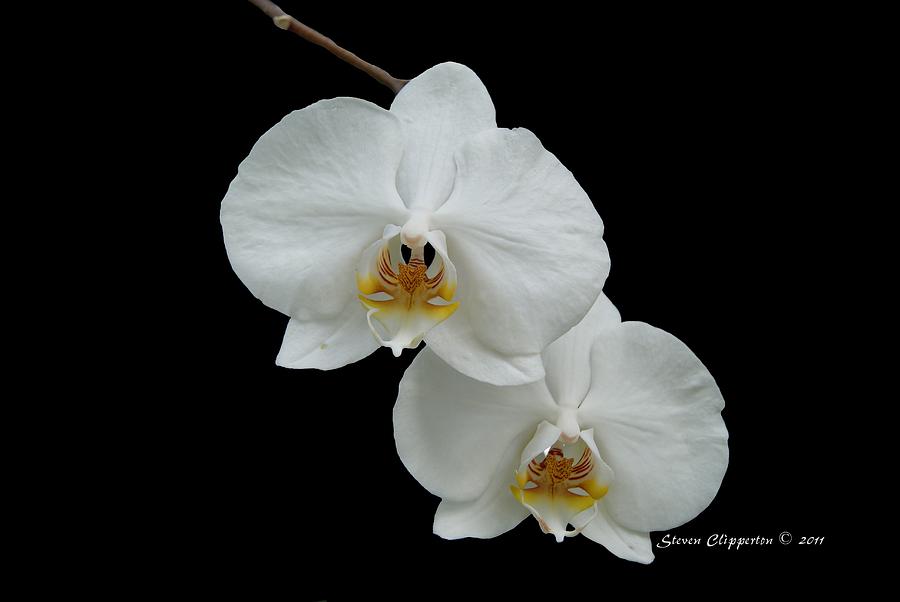 White Orchids Photograph by Steven Clipperton