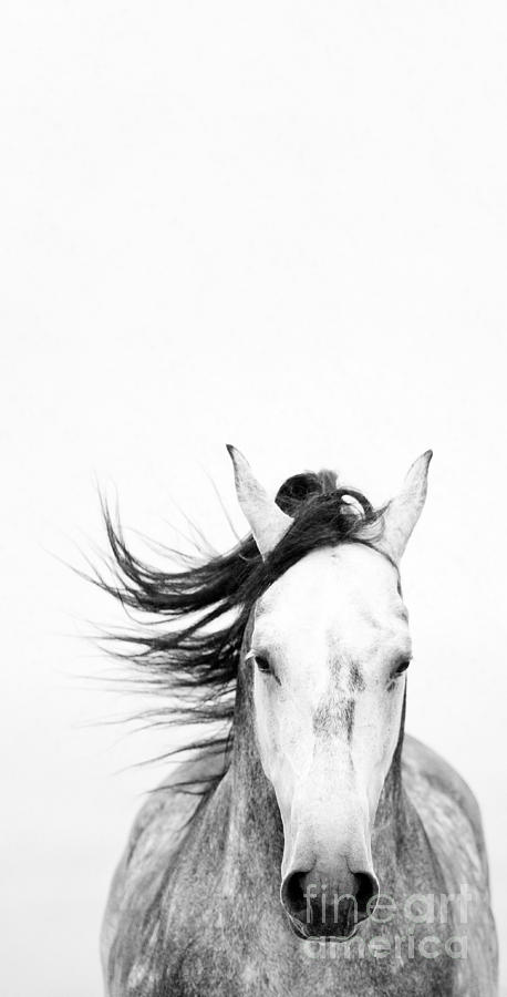 Horse Photograph - White Out by Patty Hallman